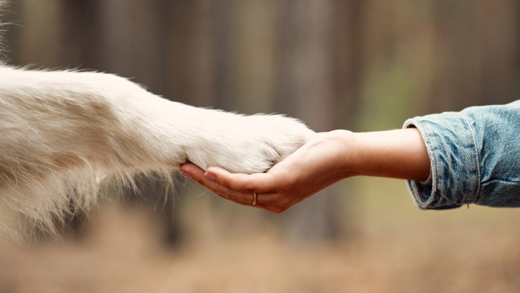 Patte d'un chien blond reposant dans une main, avec fond flou automnal.
